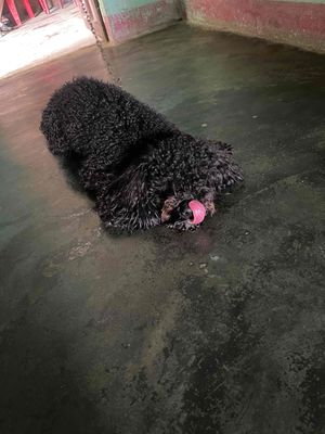 chó poodle đen 1 tuổi