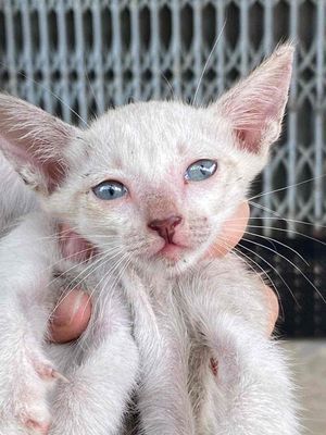 MÈO XIÊM