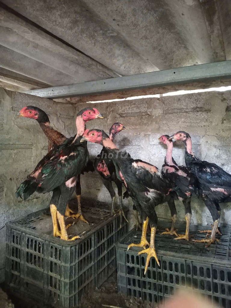 Gà chọi trống đen. Mua bán Gà tại Huyện Thường Tín Hà Nội được đăng bởi Đức Thiện hình 1