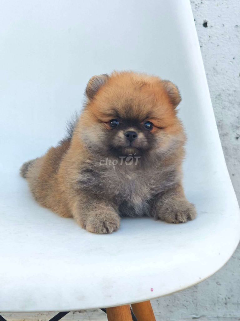 Chó Phốc Sóc con non màu Nâu. Mua bán Chó tại Thành phố Thủ Đức Tp Hồ Chí Minh được đăng bởi Tấn Tài hình 1