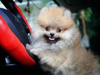 Chó Pomeranian nhiều màu sắc