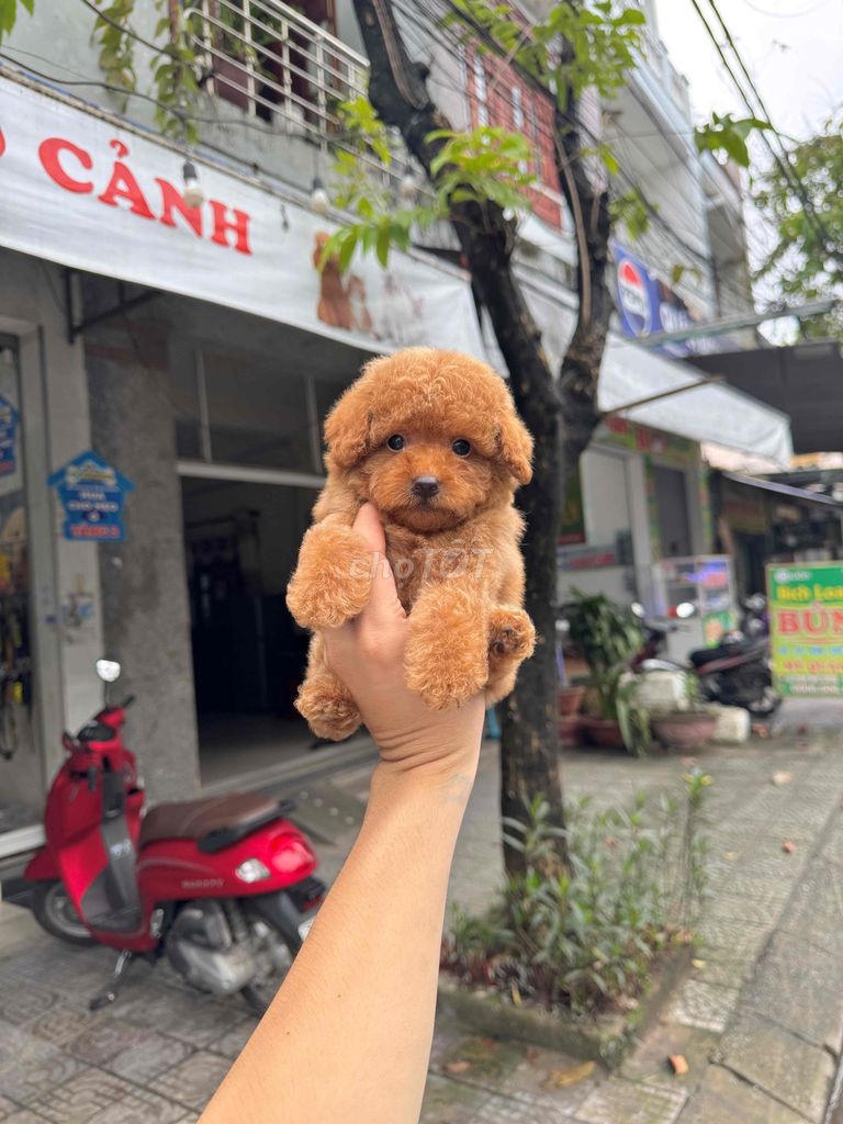 Chó Poodle Tiny sẵn tại 50 Phạm Như Xương. Mua bán Chó tại Quận Liên Chiểu Đà Nẵng được đăng bởi DC PETHOUSE hình 1