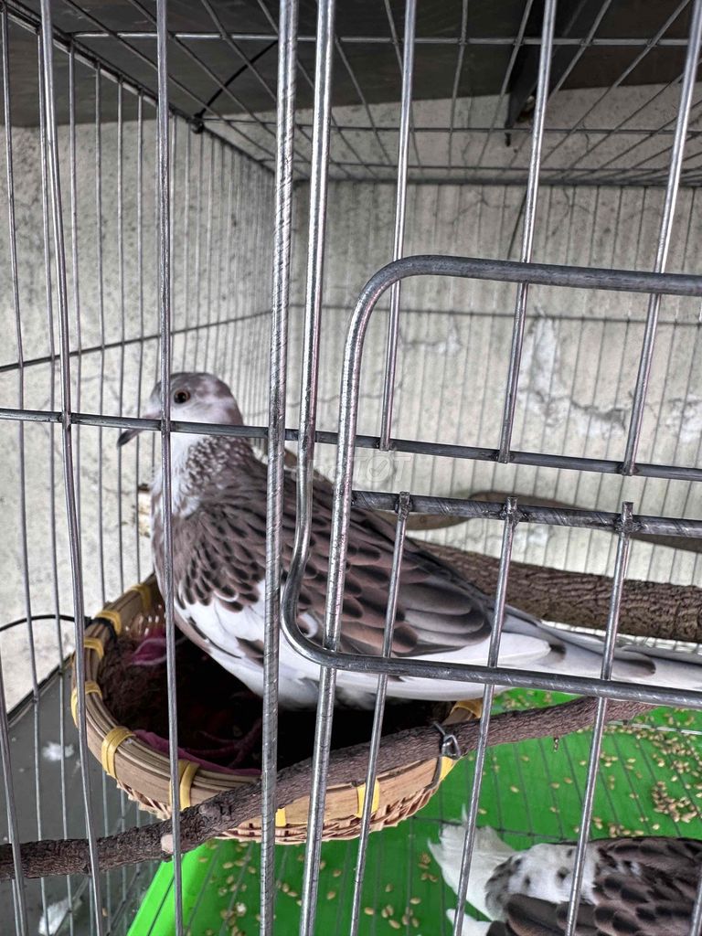 Chim cu gáy Thái vân rồng bông. Mua bán Chim tại Huyện Bến Lức Long An được đăng bởi Tu hình 1