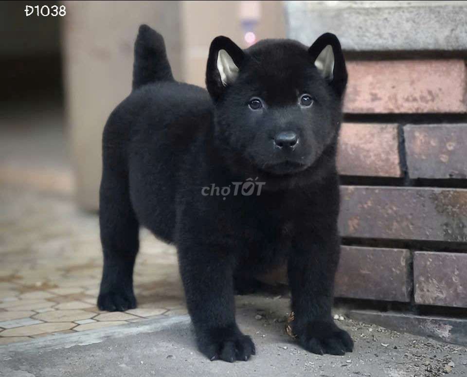 Chó Hmông cộc đực Lưỡi đốm. Mua bán Chó tại Quận Gò Vấp Tp Hồ Chí Minh được đăng bởi Lan Phương hình 1
