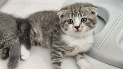 Mèo ALN thuần chủng Xám trắng vằn