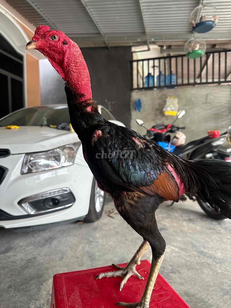 bán e tía chân xanh cựa ngọc. Mua bán Gà tại Quận Ngũ Hành Sơn Đà Nẵng được đăng bởi Lai gà tam kỳ  hình 1