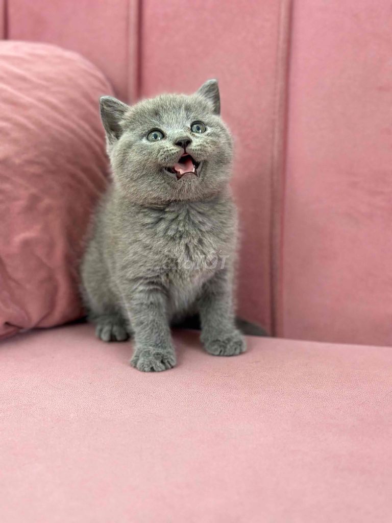 Mèo Anh lông ngắn Xám Xanh. Mua bán Mèo tại Quận Ninh Kiều Cần Thơ được đăng bởi Bu pets hình 1