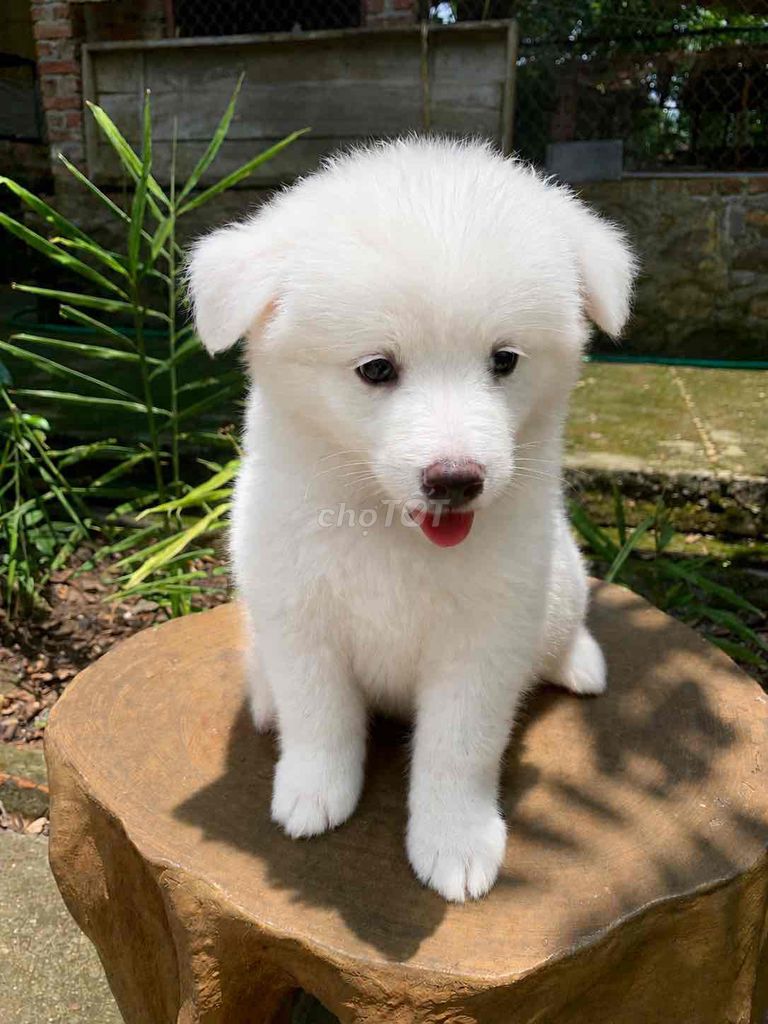 Chó Samoyed Siêu Xinh. Mua bán Chó tại Huyện Sóc Sơn Hà Nội được đăng bởi Nguyễn Văn Đức hình 1
