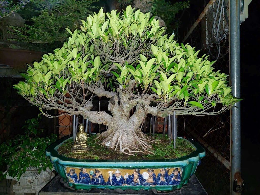 Cây si bông dáng làng phom ngũ phúc 58cm. Mua bán Cây cảnh, đồ trang trí tại Quận Lê Chân Hải Phòng được đăng bởi Trần Xuân Dương hình 1