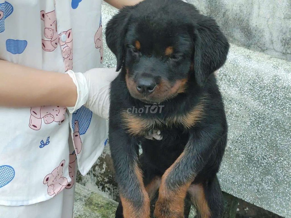 Cho Rottweiler cái đực. Mua bán Chó tại Thành phố Nha Trang Khánh Hòa được đăng bởi thuy tran hình 2