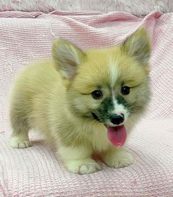 Chó Corgi Vàng trắng