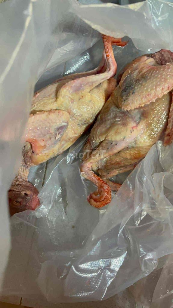 Thịt bồ câu làm sẵn một cặp. Mua bán Chim tại Thành phố Long Khánh Đồng Nai được đăng bởi duyên bé hình 1