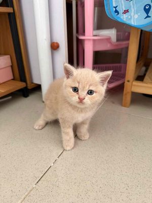 Mèo Scottish Nhiều màu nhà trồng