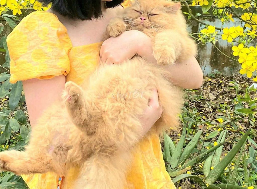 Mèo Ba Tư lông dài vàng cam. Mua bán Mèo tại Quận Bình Thạnh Tp Hồ Chí Minh được đăng bởi LiRuYu hình 1