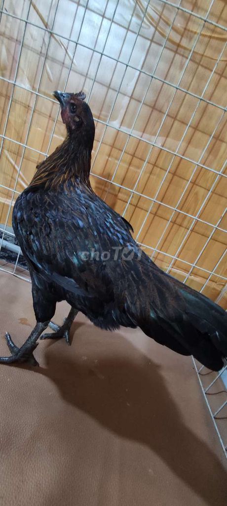 Gà mái Peru mặt quỷ Gà tơ 2.5kg Đen. Mua bán Gà tại Quận 10 Tp Hồ Chí Minh được đăng bởi Khoi hình 1