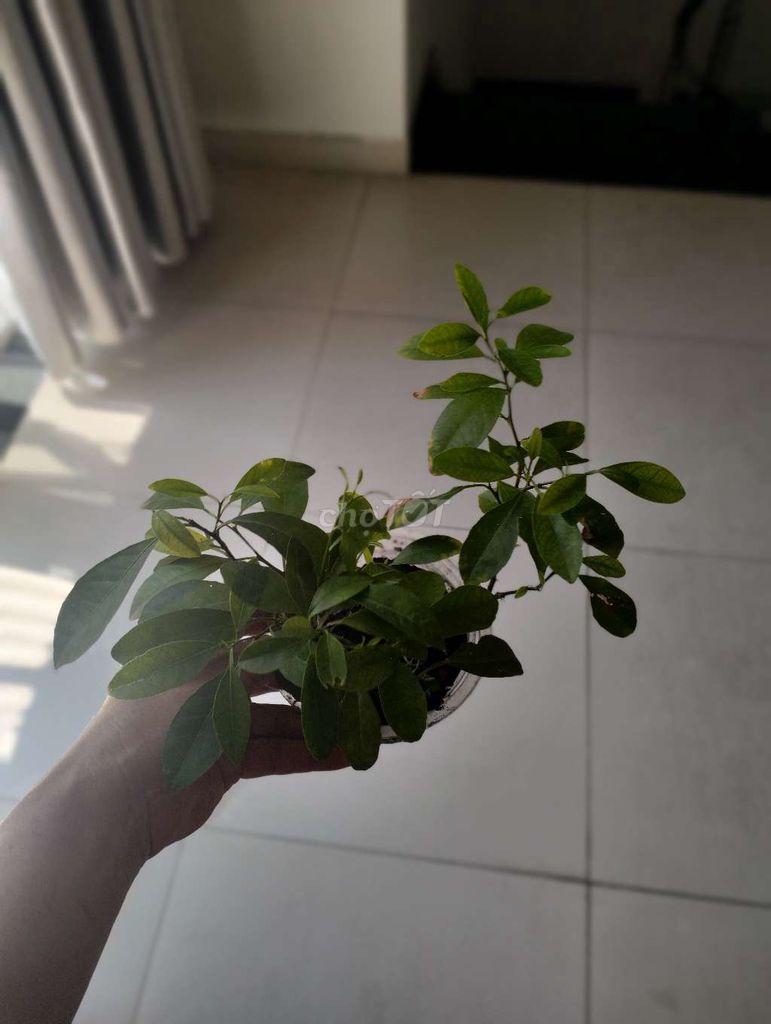 Cây giống Chanh ta. Mua bán Đồ chuyên dụng, Giống nuôi trồng tại Quận Tân Bình Tp Hồ Chí Minh được đăng bởi Pham Đinh Duyên hình 1