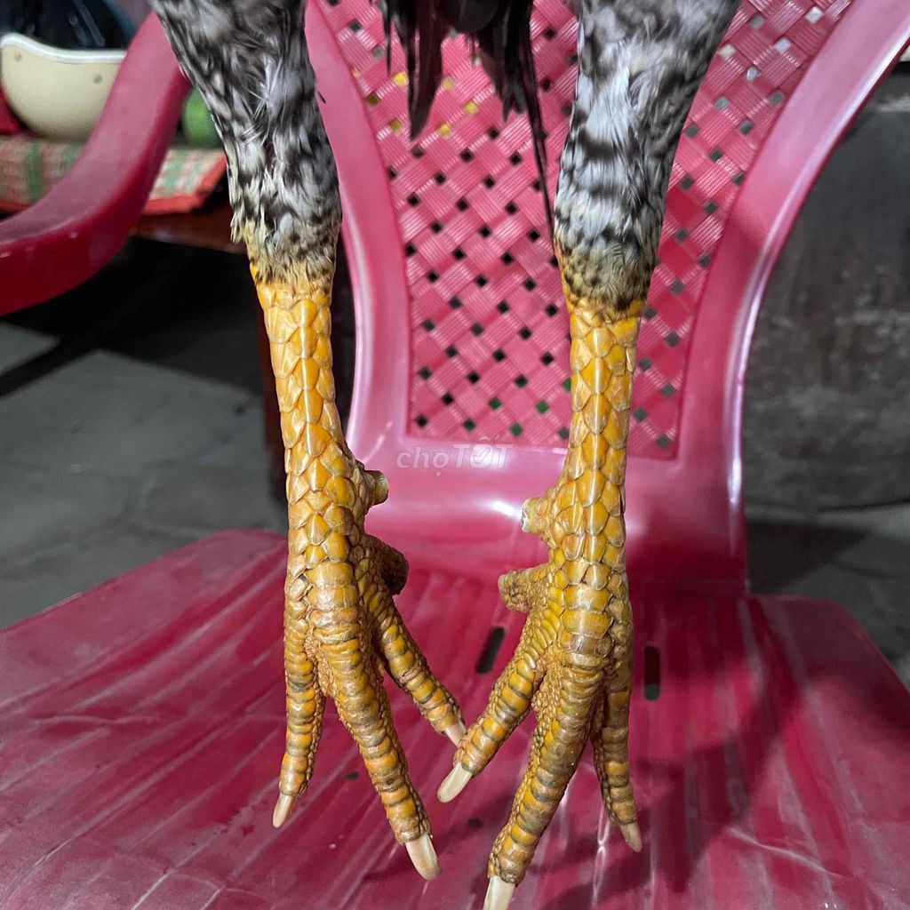 Gà chọi 2.8kg Bổn sịn. Mua bán Gà tại Huyện Châu Thành Sóc Trăng được đăng bởi Tèo Em hình 1
