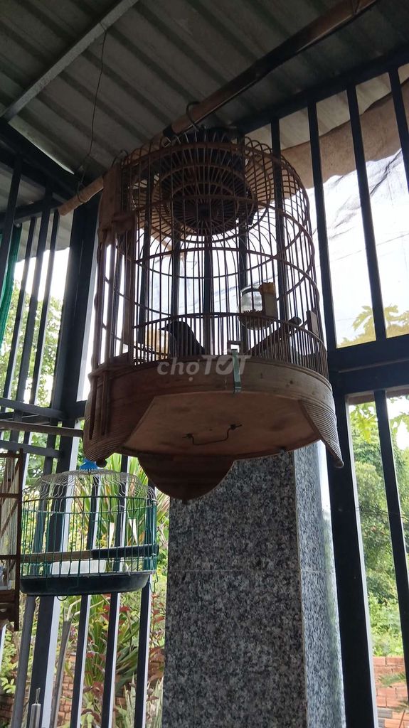 Chim Khướu Mun Lỗi móng Hot hay. Mua bán Chim tại Thành phố Dĩ An Bình Dương được đăng bởi Hồ Chí Dũng hình 1