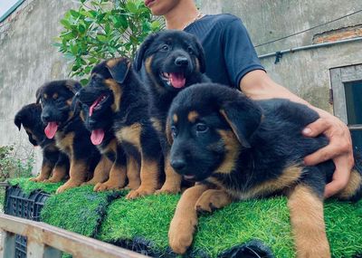 Chó Becgie đực cái 2 tháng tuổi