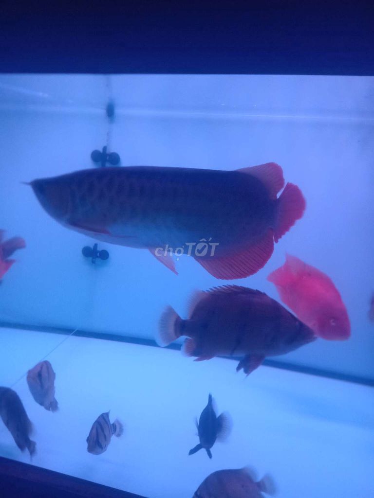 Cá cảnh Huyết long 45 cm Đỏ. Mua bán Thú cưng khác tại Quận Bình Tân Tp Hồ Chí Minh được đăng bởi duy giau  hình 1