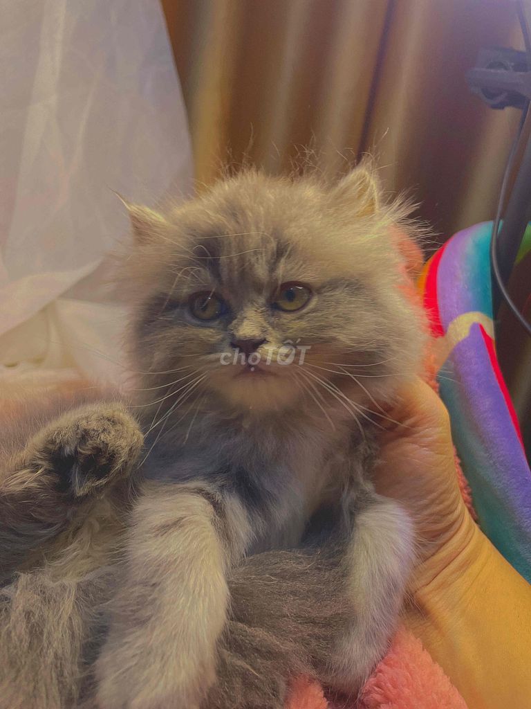 Mèo con Maine Coon Lai 2,6 cá. Mua bán Mèo tại Quận 12 Tp Hồ Chí Minh được đăng bởi Tuấn hình 1