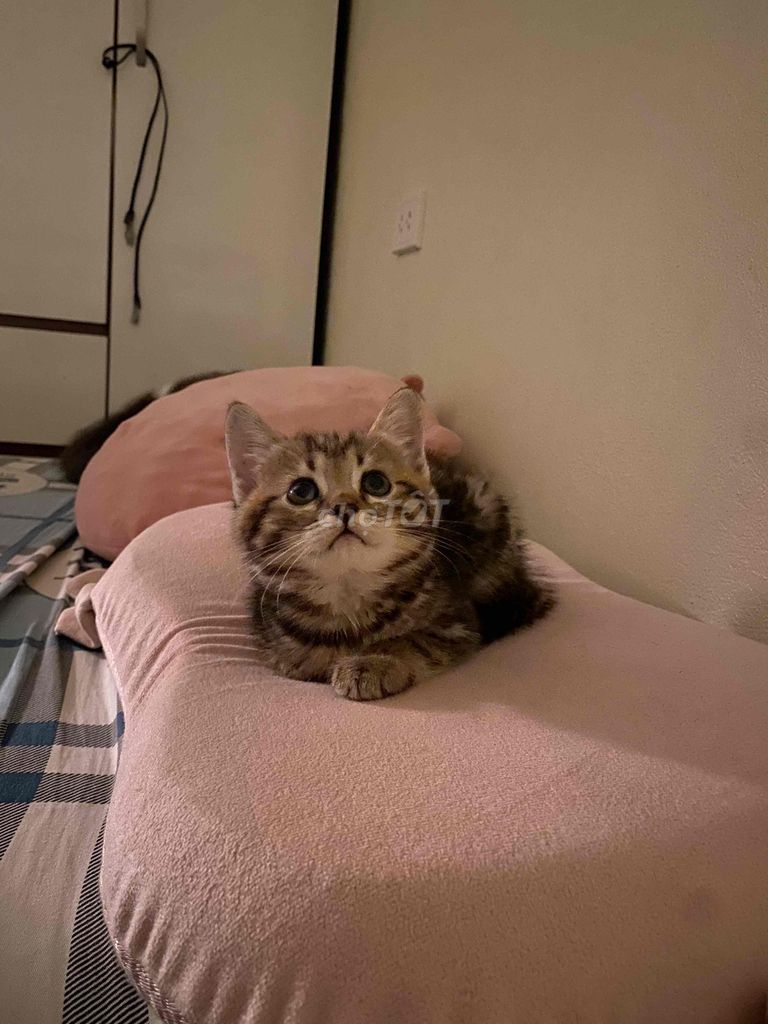 Mèo ALN lai Tabby 2 tháng tuổi. Mua bán Mèo tại Quận Hà Đông Hà Nội được đăng bởi Mai Giang Trần Hoàng hình 1