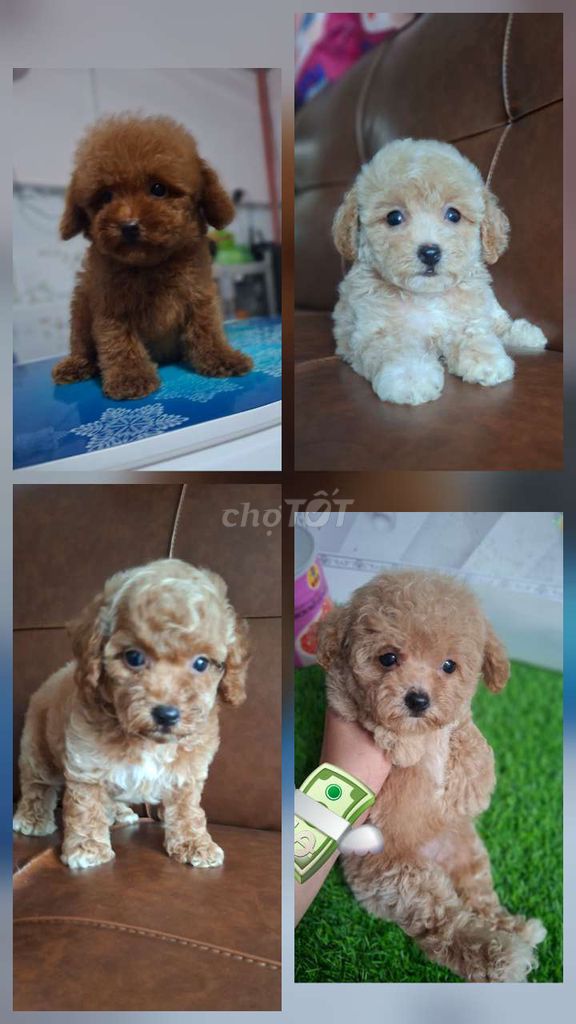 Chó Poodle Tiny Nâu Kem. Mua bán Chó tại Huyện Châu Thành Bến Tre được đăng bởi Đậu Đậu hình 1