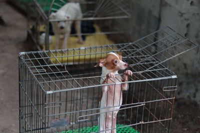 Phốc bò sữa gần 2 cân cái tơ. Mua bán Chó tại Huyện Mỹ Đức Hà Nội được đăng bởi Lương Thanh Liêm