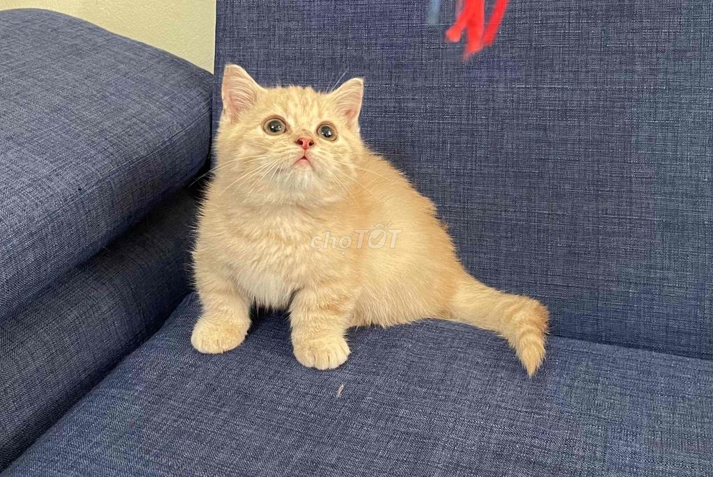 Cần tìm nhà mới cho các bé mèo munkin. Mua bán Mèo tại Huyện Thanh Trì Hà Nội được đăng bởi Nguyễn Thị Minh Nguyệt hình 1