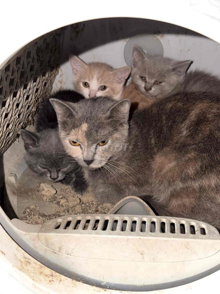 Mèo Anh lông ngắn con nhiều màu. Mua bán Mèo tại Huyện Củ Chi Tp Hồ Chí Minh được đăng bởi Duy hình 1