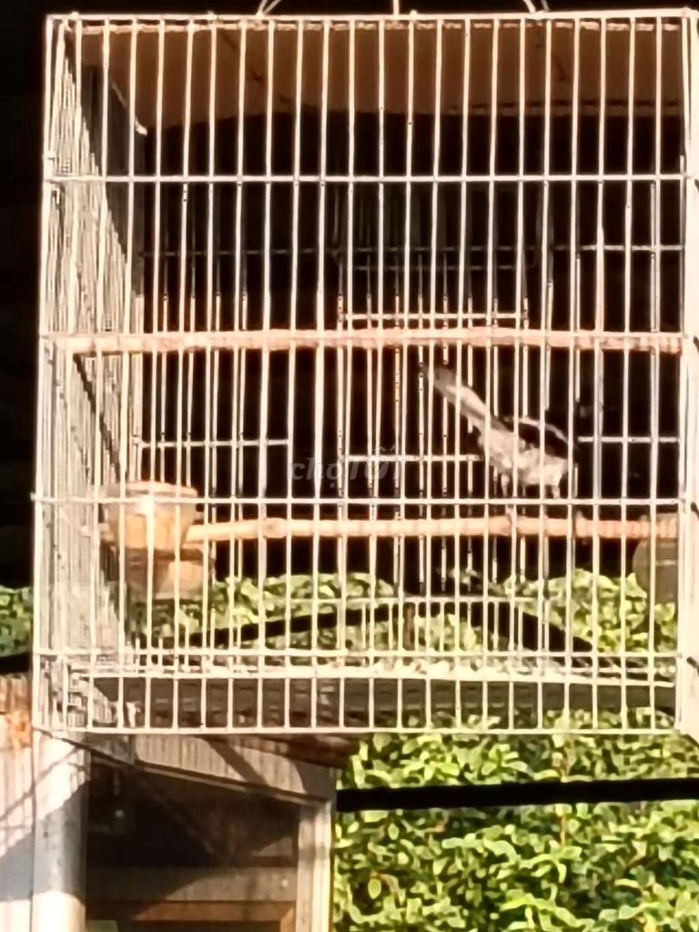 Chim Chích chòe than Đen trắng. Mua bán Chim tại Huyện Bình Chánh Tp Hồ Chí Minh được đăng bởi bách hoá đỏ hình 1