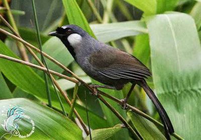 cần ra 2 em khướu