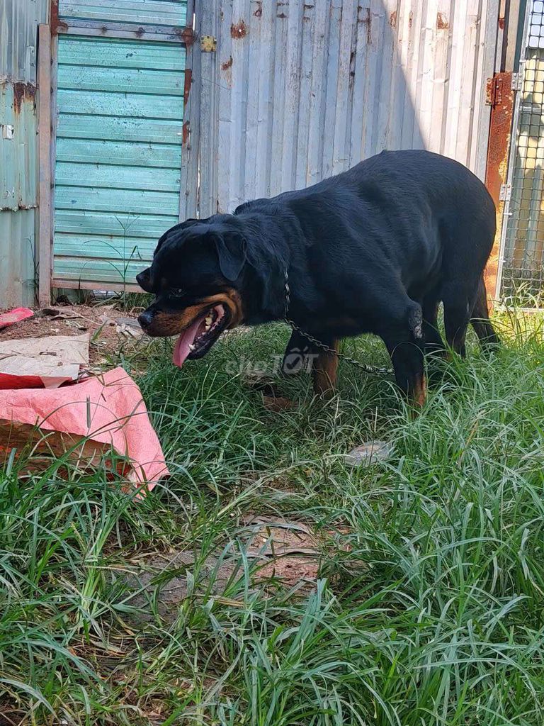 Rottweiler Đực 55kg.nhận phối giống. Mua bán Chó tại Thị xã Bến Cát Bình Dương được đăng bởi Malinois bình dương  hình 6
