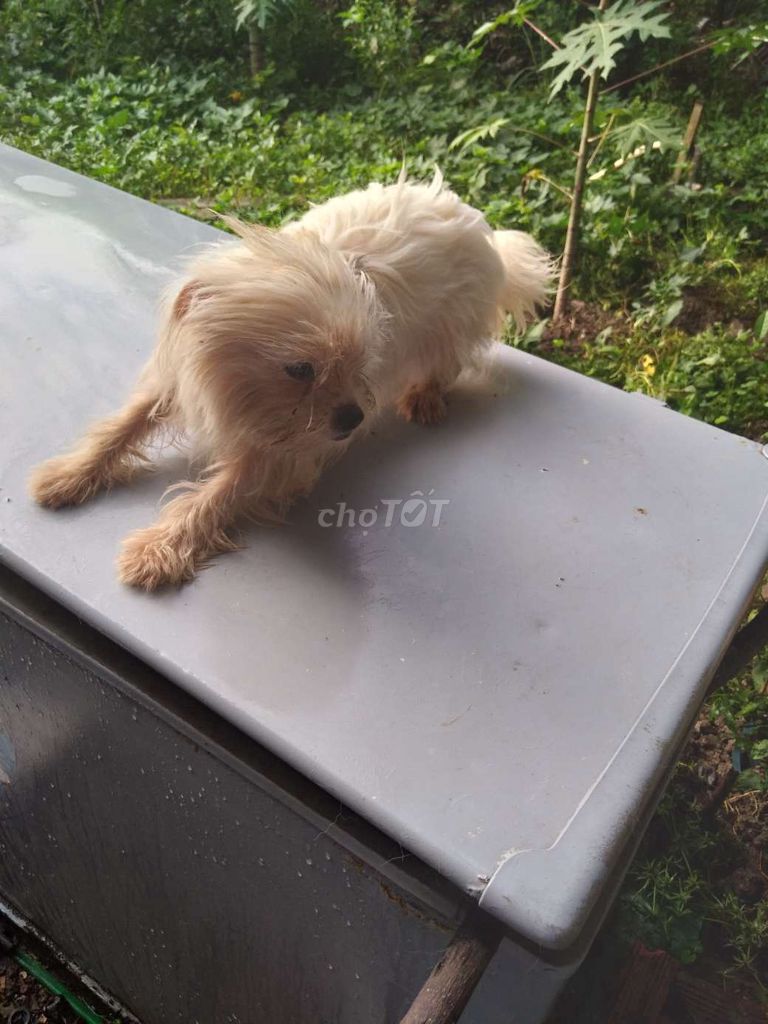 Chó Poodle cái 5 tháng vàng nhạt. Mua bán Chó tại Huyện Gò Công Tây Tiền Giang được đăng bởi Cầy tơ hình 1