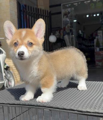 Corgi Mông Bự Tay Chân To Thuần Chủng