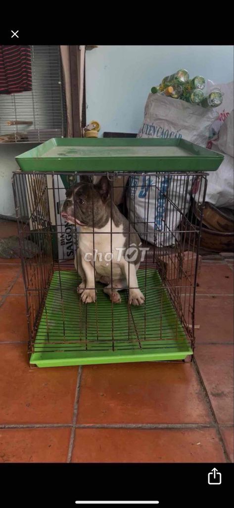 tìm chủ mới. Mua bán Chó tại Thành phố Biên Hòa Đồng Nai được đăng bởi A Phong hình 1