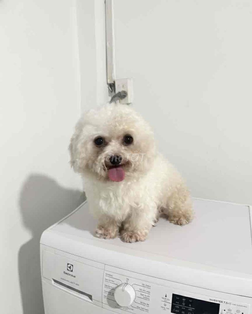 🍒🍒 POODLE ĐỰC TRẮNG CREAM CHÂN NGẮN  🍒🍒. Mua bán Chó tại Huyện Hóc Môn Tp Hồ Chí Minh được đăng bởi SIÊU PET SG UY TÍN  hình 1