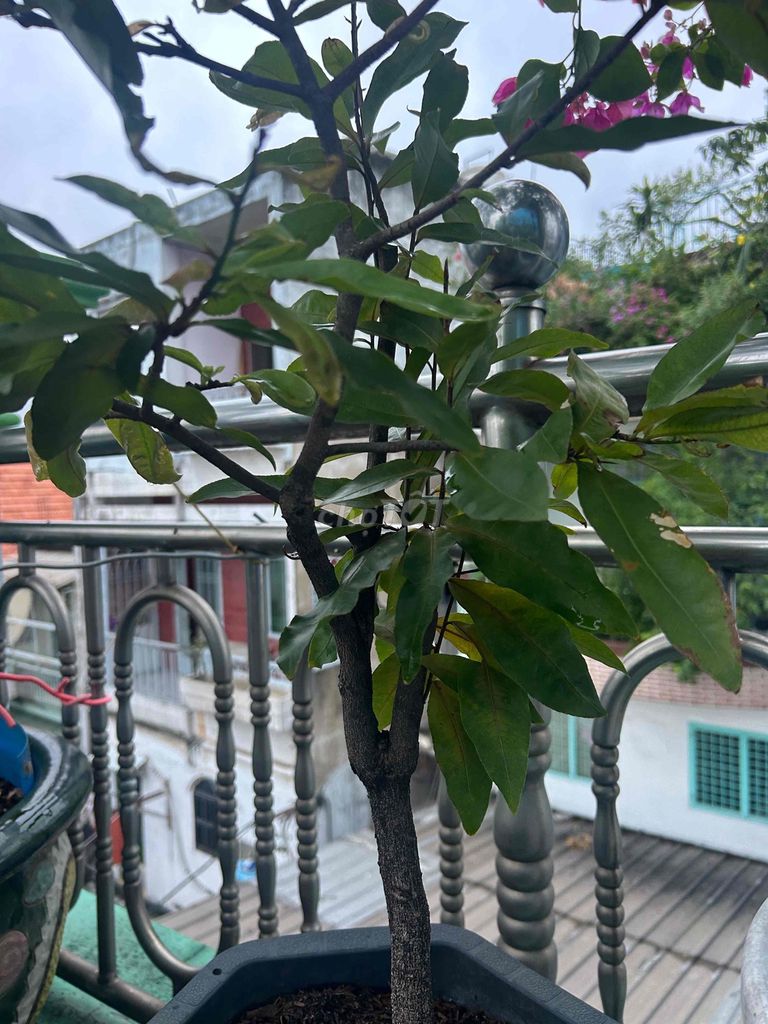 Cây cảnh Mai siêu bông Thủ Đức nuôi từ hạt. Mua bán Cây cảnh, đồ trang trí tại Quận 6 Tp Hồ Chí Minh được đăng bởi Gia Vy hình 1