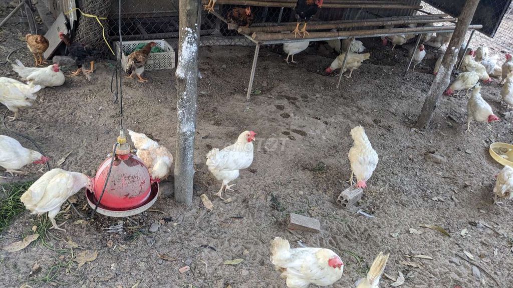 Gà đẻ loại. Mua bán Gà tại Thành phố Bà Rịa Bà Rịa - Vũng Tàu được đăng bởi Win Duong hình 1