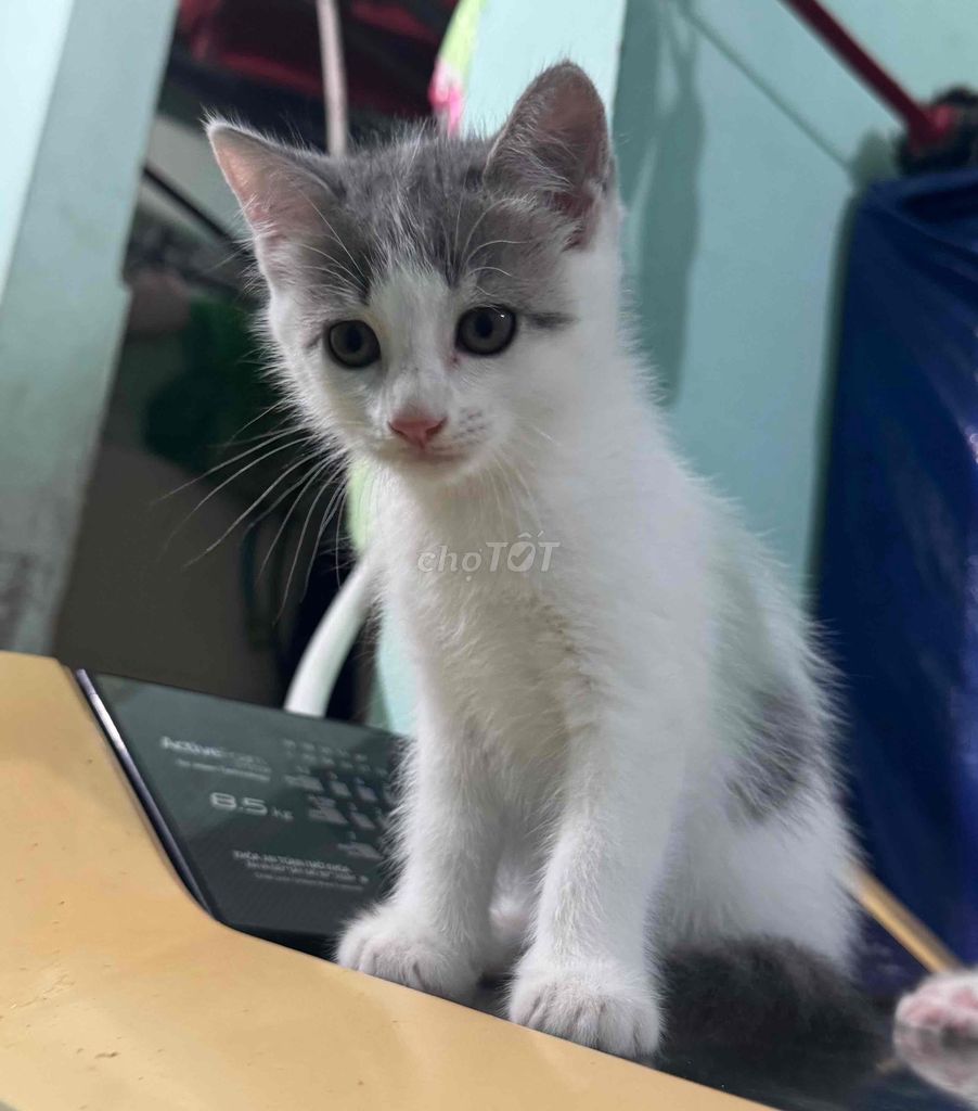 Mèo Anh lông ngắn Đốm xám đã tiêm 1 mũi. Mua bán Mèo tại Huyện Việt Yên Bắc Giang được đăng bởi Tên chưa cung cấp hình 1