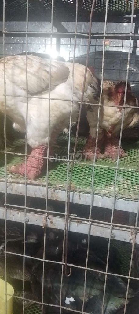 Chim chào mào Bạch đực đã thuần. Mua bán Chim tại Huyện Hóc Môn Tp Hồ Chí Minh được đăng bởi Phat Hoang hình 1