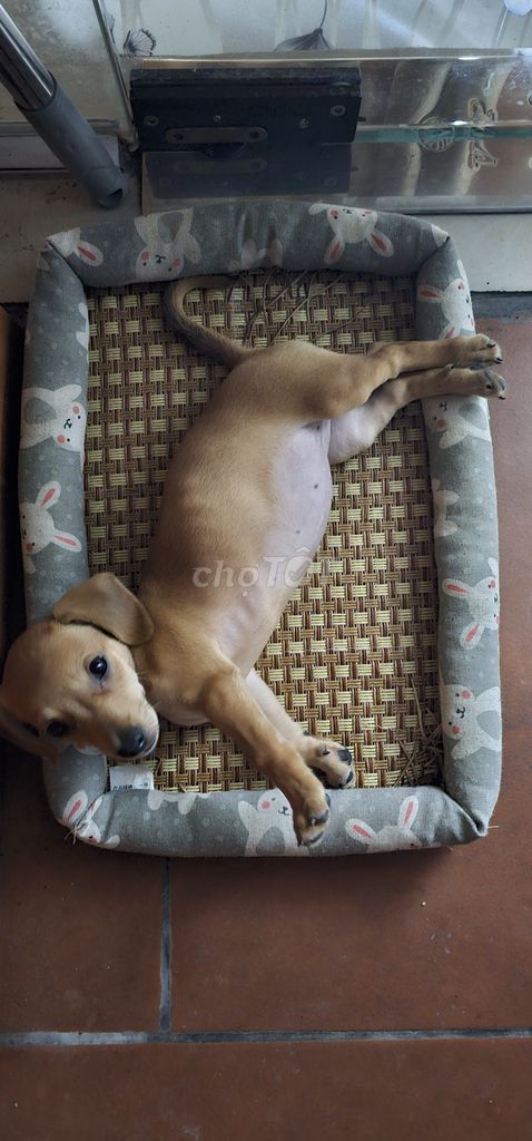 Chó Lạp xưởng lai cái 2 tháng. Mua bán Chó tại Quận Long Biên Hà Nội được đăng bởi Minh Đức Bùi hình 1
