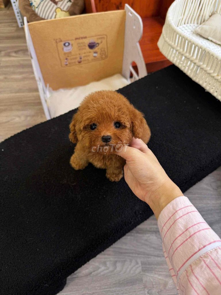 Chó Poodle Đực và cái đã tiêm vaccine. Mua bán Chó tại Thành phố Nha Trang Khánh Hòa được đăng bởi Nguyễn Tuyết hình 1