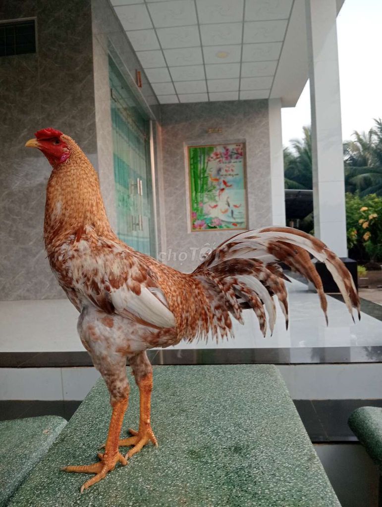 Gà tơ 2.8kg - 2.9kg nhiều màu. Mua bán Gà tại Huyện Châu Thành Tiền Giang được đăng bởi Tuấn hình 1