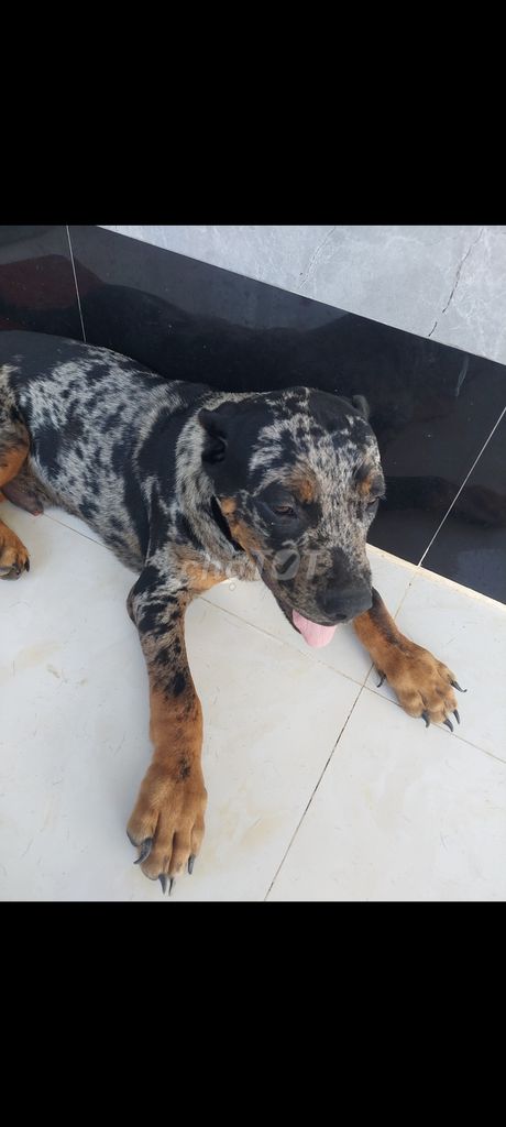 Chó Bandog 6.5 tháng. Mua bán Chó tại Thành phố Phan Thiết Bình Thuận được đăng bởi Tung Nguyen hình 2