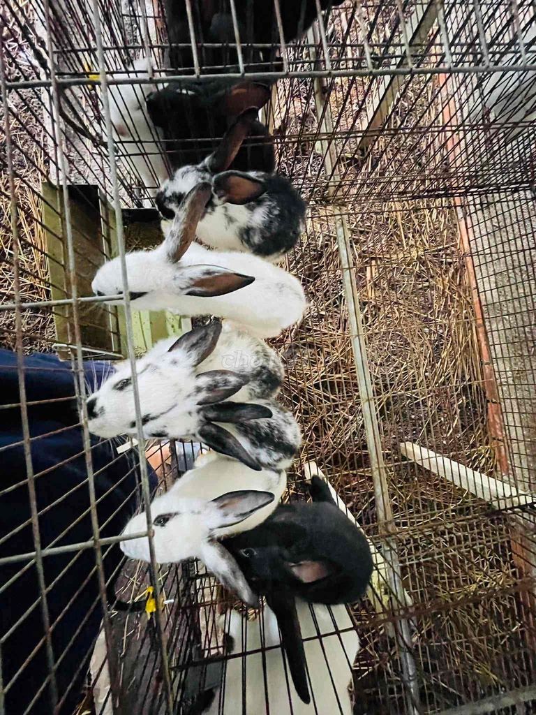 thỏ con , thỏ giống , thỏ thịt ,. Mua bán Thú cưng khác tại Huyện Phú Ninh Quảng Nam được đăng bởi Lĩnh Trần Ngọc hình 1