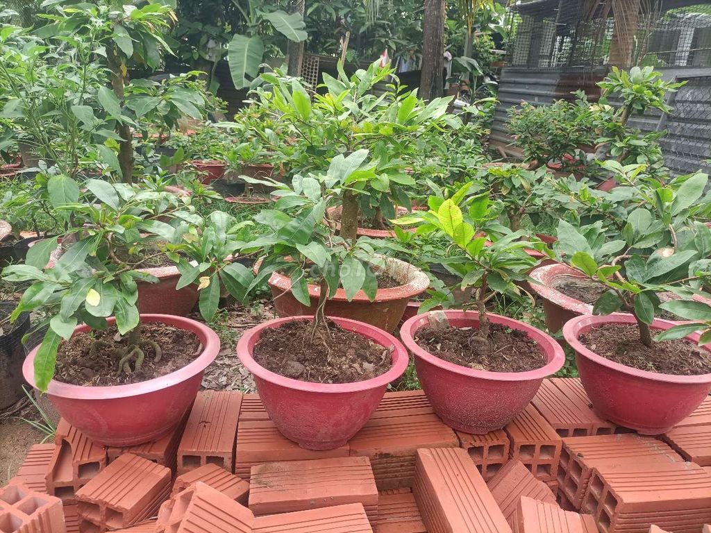 Cây cảnh Mai để bàn 4 chậu Xanh lá. Mua bán Cây cảnh, đồ trang trí tại Quận Bình Thuỷ Cần Thơ được đăng bởi Dương Giang hình 1