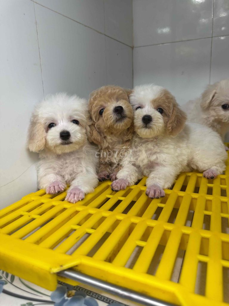 Chó Poodle Teacup, tiny và toy. Mua bán Chó tại Huyện Hồng Ngự Đồng Tháp được đăng bởi Nhân hình 1