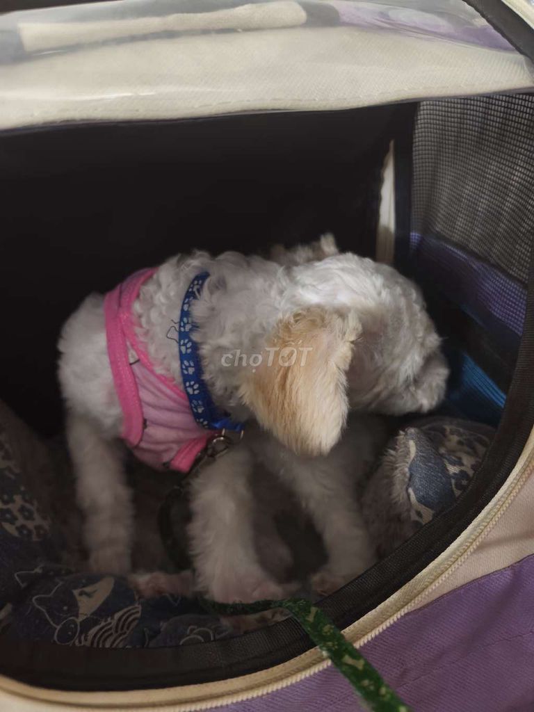 Bé poodle trắng