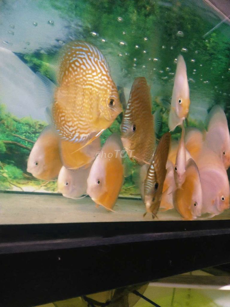 Cá dĩa Valentine Vàng. Mua bán Thú cưng khác tại Quận Tân Bình Tp Hồ Chí Minh được đăng bởi Cá dĩa Như Ý hình 1